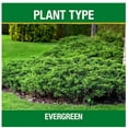 thumbnail image 2 of 3.5 lb. All Season Tree, Shrub and Evergreen Plant Food (16-4-8), 2 of 5