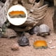 thumbnail image 3 of Terrarium Reptile Food Bowl Tortoise Feeding Basin Reptile Box Landscaping Decor, 3 of 4