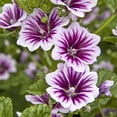 thumbnail image 4 of Direct Gardening Zebrina Malva 1 Gallon Purple Flowering Perennial Plant, 4 of 6
