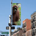 thumbnail image 3 of Vispronet Street Light Pole Banner Bracket, 30in Wide Street Banner Holder, 3 of 5