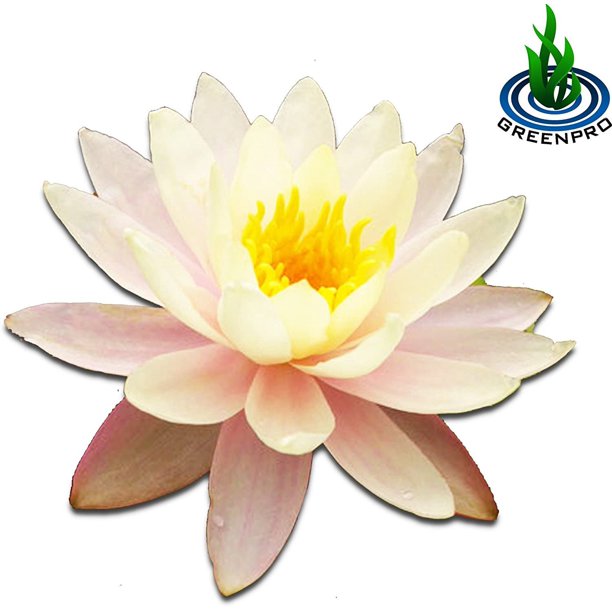 Nymphaea Peaches & Cream Hardy Water Lily Tuber Live Water Plants for