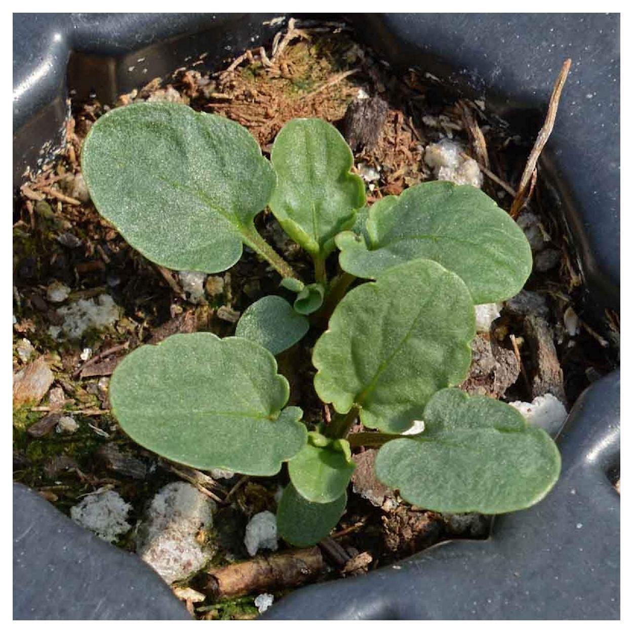 Everwilde Farms - 1/4 lb Helen Mount Johnny Jump Up Garden Flower Seeds - Gold Vault Bulk Seed Packet