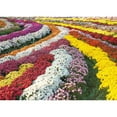 thumbnail image 1 of Puzzle 1000 Chrysanthemum Garden, 1 of 1
