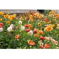 thumbnail image 6 of 50 Unwins DWARF MIX DAHLIA Variabilis Mixed Colors Semi Double Bicolor Pink Purple Red Orange Yellow White Flower Seeds, 6 of 7
