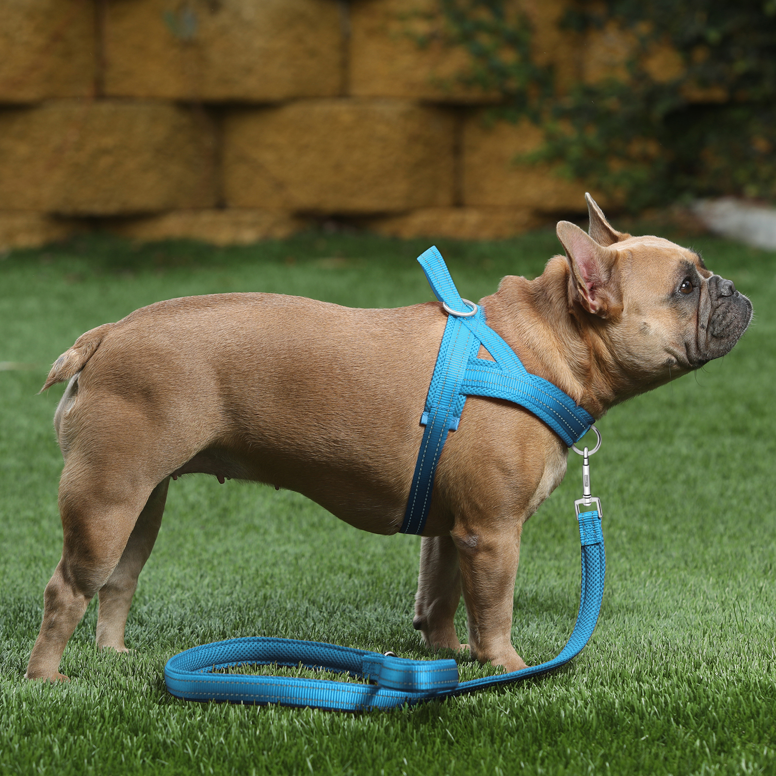 Plutus Pet No Pull Dog Harness XS Cyan photo 7