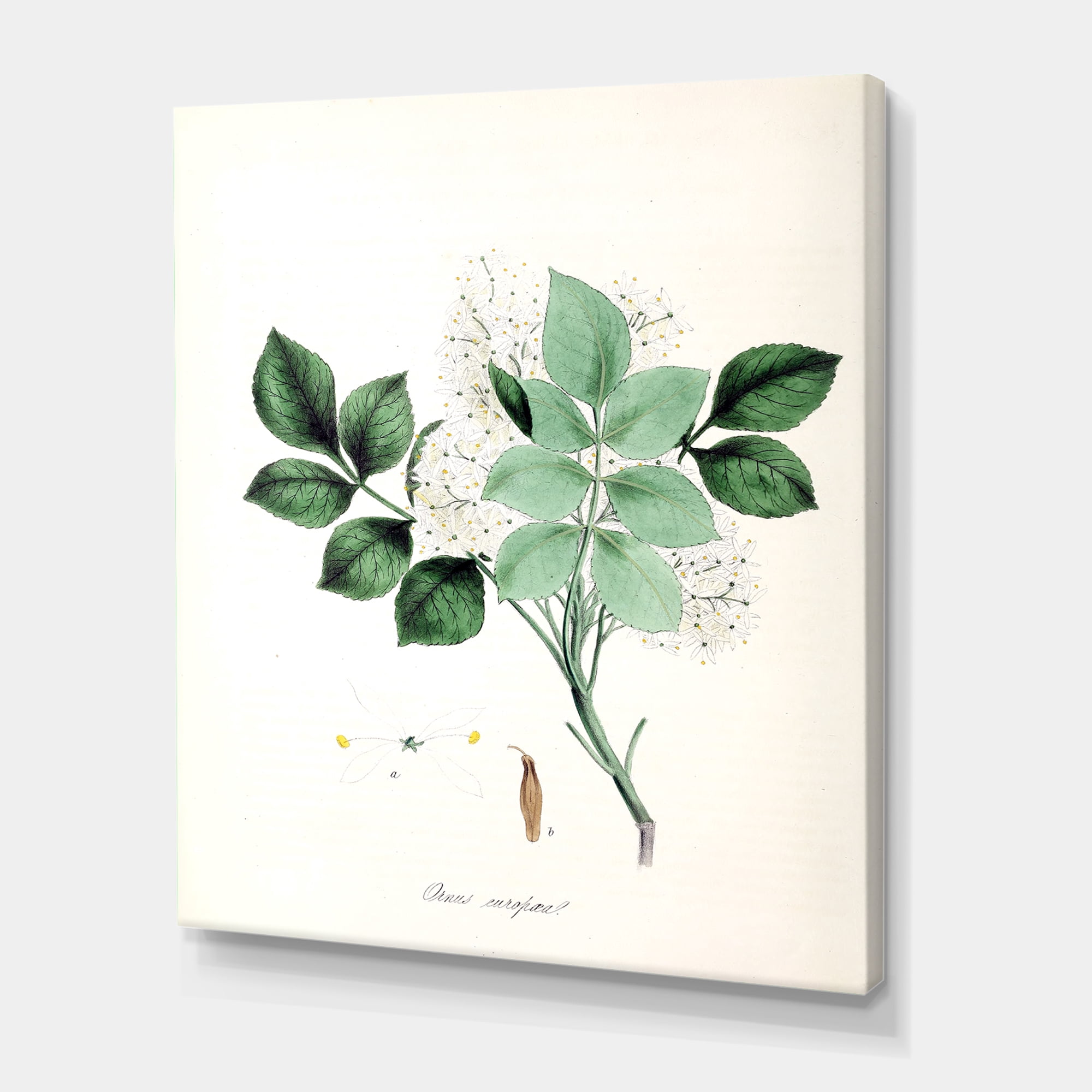 Designart ' Ancient Blossoming Flower IV ' Farmhouse Canvas Wall Art Print