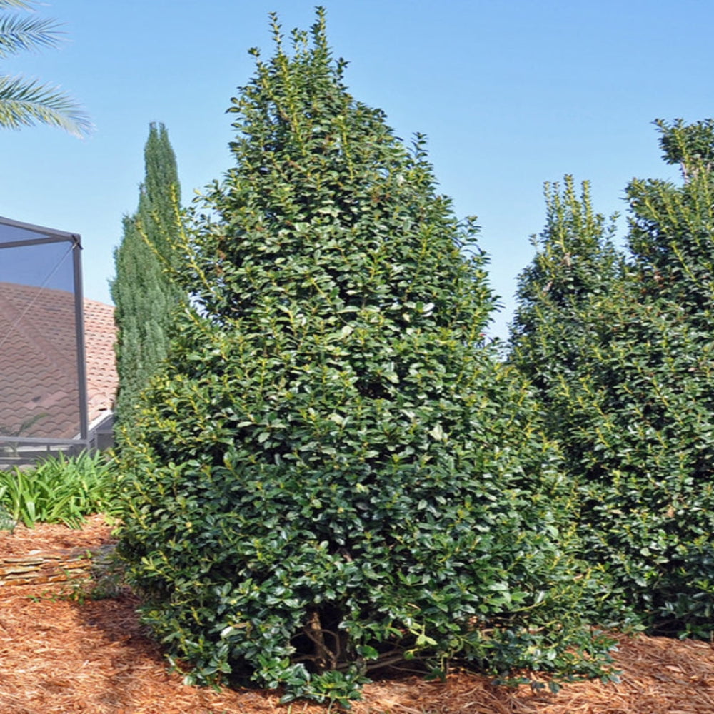 Expert Gardener 1.5- 2 ft tall Oak Leaf Holly Live Tree in 3-Gallon Grower Pot