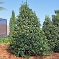 thumbnail image 6 of Expert Gardener 1.5- 2 ft tall Oak Leaf Holly Live Tree in 3-Gallon Grower Pot, 6 of 6