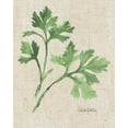 thumbnail image 2 of Paschke, Chris 12x14 White Modern Wood Framed Museum Art Print Titled - Italian Parsley v2 on Burlap, 2 of 4