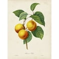 thumbnail image 2 of Redoute, Pierre 15x18 Black Ornate Wood Framed with Double Matting Museum Art Print Titled - Redoutes Fruit I, 2 of 4