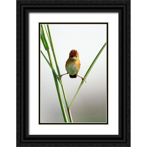 Gunawan, Lina 17x24 Black Ornate Wood Framed with Double Matting Museum Art Print Titled - Kung Fu Master