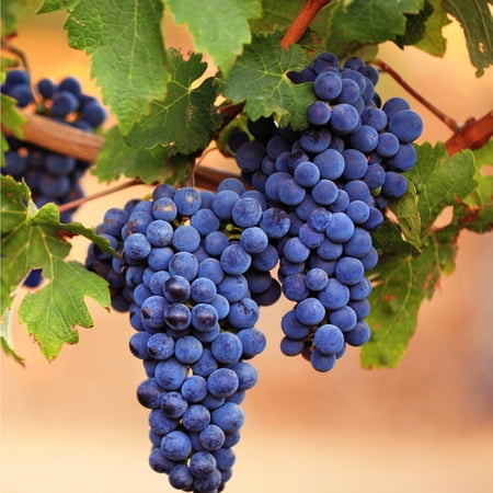 Grape Bulbs Grapes Are Suitable for Nature Lovers and Gardeners Grapes Are Suitable for Home Trellises Grapes Are Precious Sweet Fruits Grapes Have Strong Vitality