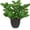 Black Pot Zz Plant, variant on Artificial ZZ Plant in Ceramic Pot 17" Faux Potted Zamioculcas Silk Plant for Home Table Decor Bedroom Aesthetic
