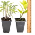 thumbnail image 6 of 1 Mediterranean Chef's Herb Plant Trio: Live Aromatic Culinary Herbs in 3.5" Cubes | Garden-Ready Bay Laurel, Rosemary & Sage Plants with Fresh Savory Flavor for Cooking, Containers & Home Gardens, 6 of 7
