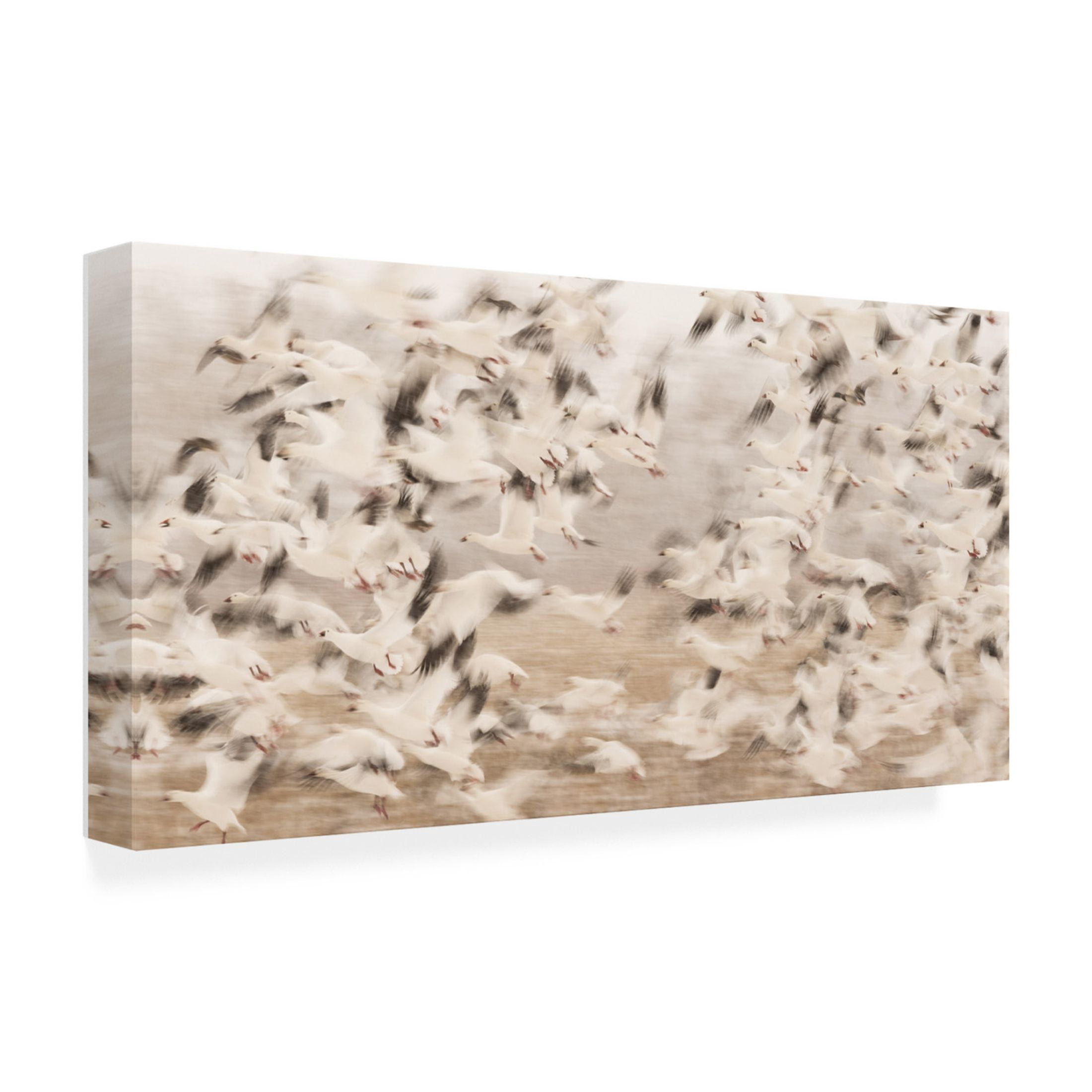 Canvas Wall Art - Qingsong Wang 'Flock Exposure' Wall Art for Living Room, Bedroom, or Office D?cor by Trademark Fine Art - 19 x 10 Inches