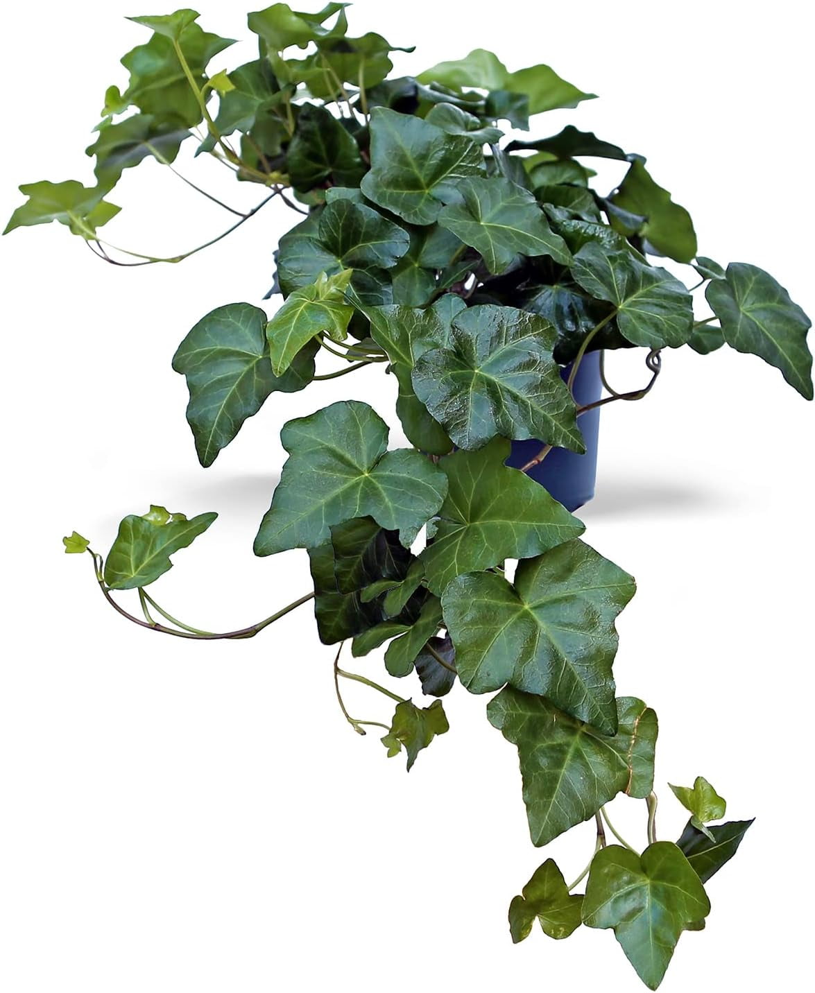 Live Ivy Plant, Hedera Helix, English Ivy, Trailing Indoor Plant