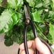 thumbnail image 4 of Tijeras delgadas para bonsái, herramientas de jardinería para interiores, tijeras de podar de acero negras para recortar a mano flores y plantas, 4 of 7