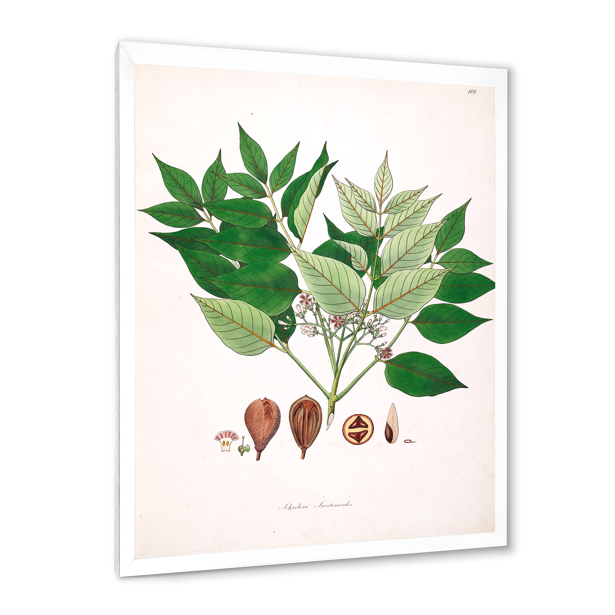 Designart 'Ancient Plant Life XII' Farmhouse Framed Art Print