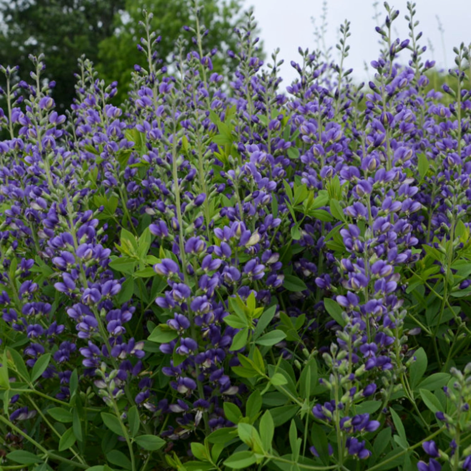Proven Winners 6" Decadence 'Blueberry Sundae' False Indigo Live Plant in 7.5" Pot