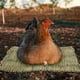 thumbnail image 4 of SWETRACE 4Ud Tapetes De Paja Para Gallinas Huevos En Huevera Material Natural, 4 of 6