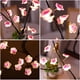thumbnail image 3 of Lámpara de árbol artificial PXBNIUYA Cherry Blossom 36 LED blanco cálido, 3 of 6