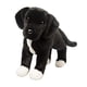 thumbnail image 1 of Peluche Douglas Twister Black Lab/Pit Bull Mix Douglas Douglas, 1 of 1