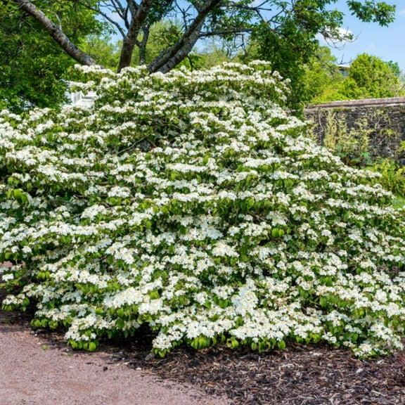 Shasta Viburnum, Doublefile Viburnum - Viburnum plicatum 'Shasta'