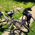 thumbnail image 3 of Dog Bicycle Exerciser Hands Free Bicycle Dog Mountable and detachable towing dog strap for cycling（1pcs）, 3 of 5