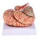 thumbnail image 5 of Herramienta de aprendizaje de enseñanza de modelo de cerebro anatómico desmontado, 5 of 9
