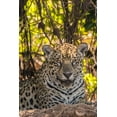 thumbnail image 2 of Jaynes Gallery 13x18 White Modern Wood Framed Museum Art Print Titled - Brazil-Pantanal Close-up of jaguar, 2 of 4