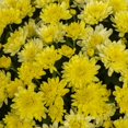 thumbnail image 5 of Expert Gardener 1.0PT Yellow Mum Live Plant in Grower Pot Full Sun, 5 of 7