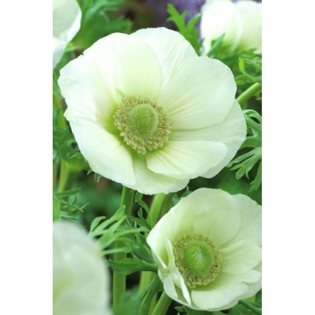 Tasc Flower Bulbs – Anemone coronaria De Caen ‘Bride’ White
