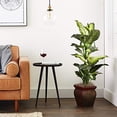 thumbnail image 3 of Nearly Natural Golden Dieffenbachia with Decorative Planter, Green, 3 of 3