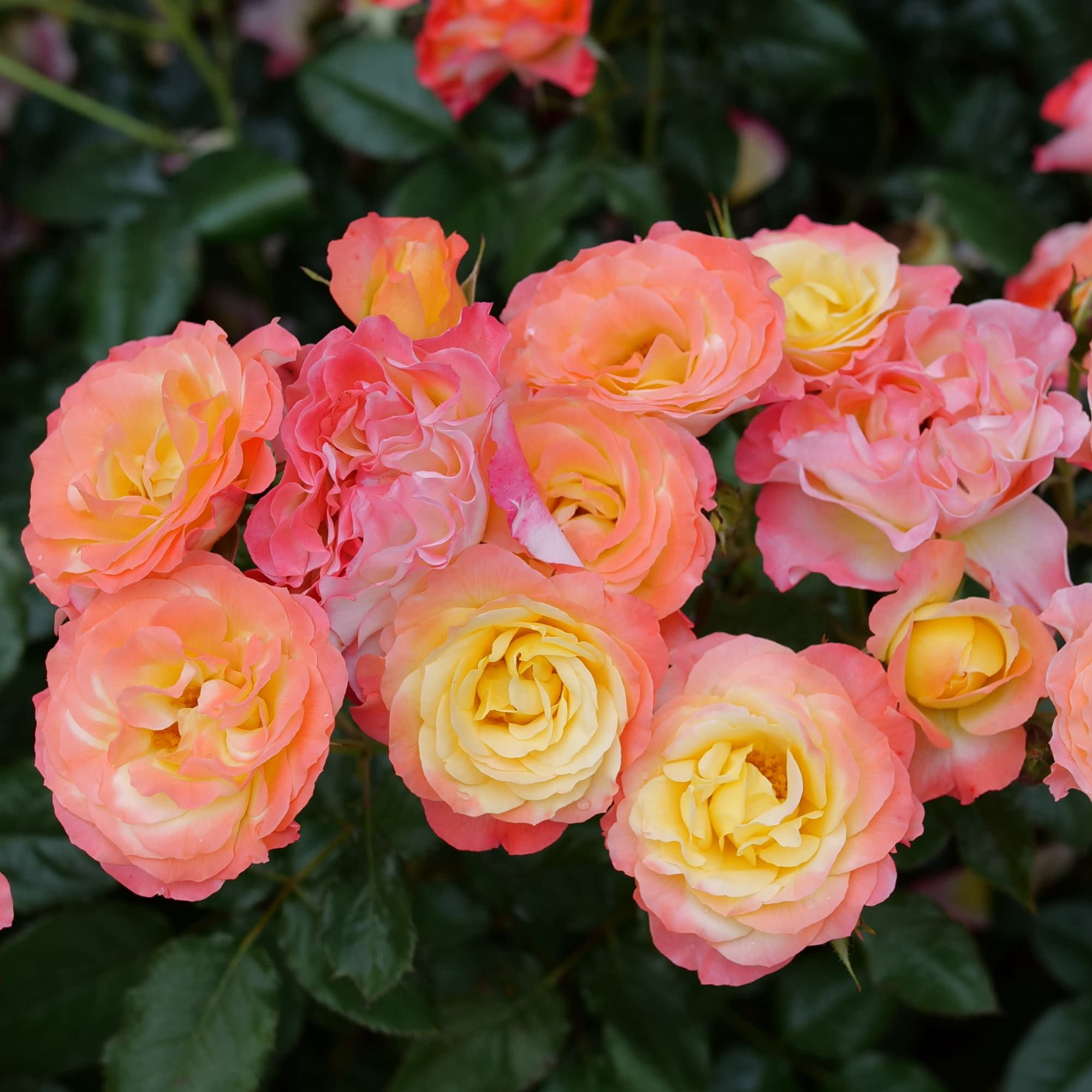 Proven Winners ColorChoice 6" Multicolor Oso Easy En Fuego Rose Live Plant in 7.5" Pot