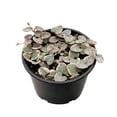 thumbnail image 2 of String of Hearts Variegated Live Plant for Indoor | Different Houseplants in 3'' Pot | Real House Plant for Living Room, Office, Desk & Bathroom | Ceropegia woodii, 2 of 6