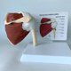 thumbnail image 2 of Life Size Human Muscled Shoulder Joint Model Skeleton Model Human Anatomy Model,50% Offer, 2 of 4