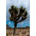 thumbnail image 2 of Erin Berzel 23x32 Gallery Wrapped Canvas Wall Art Titled - Joshua Tree II, 2 of 4