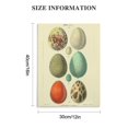 thumbnail image 2 of COMIO Vintage Egg &amp; Feather Prints Scientific Illustration Wall Art, 2 of 5
