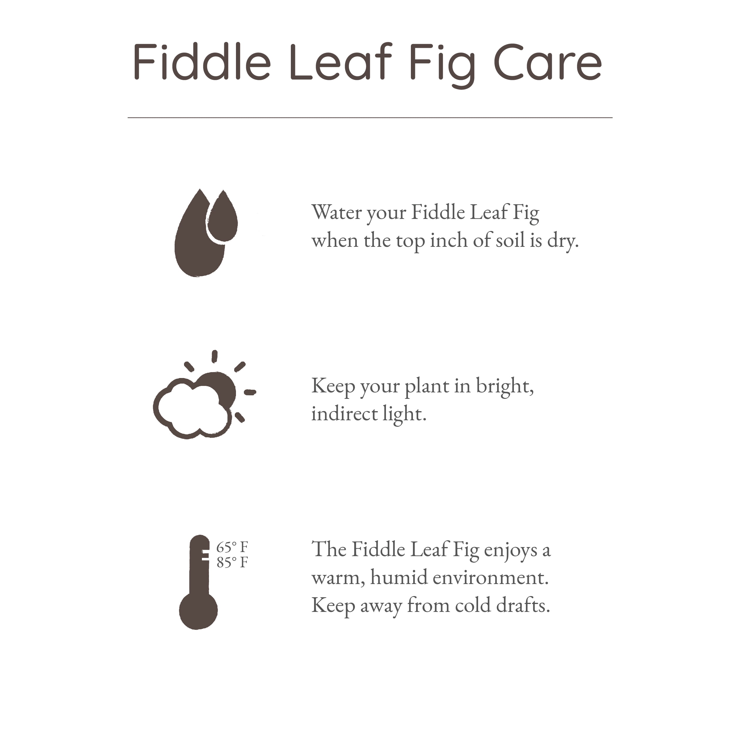 Wild Interiors Dwarf Fiddle Leaf Fig Plant, 2-3’ Tall, 5” Ceramic Pot