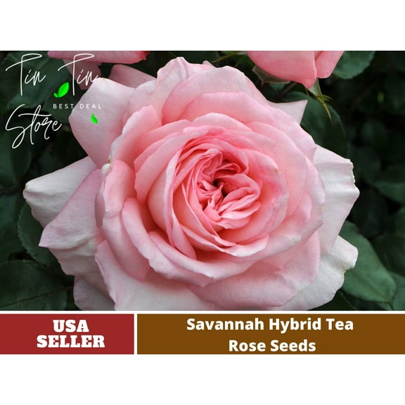 30 Rare Seeds| Savannah Hybrid Tea Rose Seeds#1038 | Seeds, Herbal Seeds, Flower Seeds, No GMO , Mixed Seed, Chinese Seeds