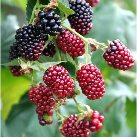Set 2 Boysenberry Live Plants 4-6 Inch Tall, Sweet Berry Bushes for Home Garden