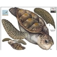 thumbnail image 3 of Sea Turtle Wall Decal Ocean Undersea Animal Kids Room Decor Stickers Includes (2) Turtles 6”-13.5”, 3 of 5