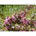 thumbnail image 4 of 1 Gallon Victoria Weigela Shrub 6 Pack, 4 of 6