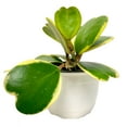 thumbnail image 1 of HOYA KERRII VARIEGATA 6, 1 of 3