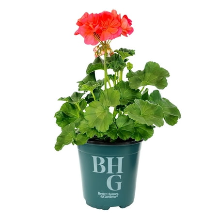 Better Homes & Gardens Orange Geranium, Live Plant, Garden Flowers, 1 Qt Pot, Full Sun