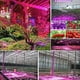 thumbnail image 3 of Tiras de luz LED para cultivo de plantas de 5 m con adaptador de corriente y regulador de intensidad, espectro completo rojo/azul 4:1, para invernaderos y acuarios., 3 of 4