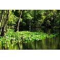 thumbnail image 2 of Alan Hausenflock 18x13 White Modern Wood Framed Wall Art Titled - Water Lilies II, 2 of 5