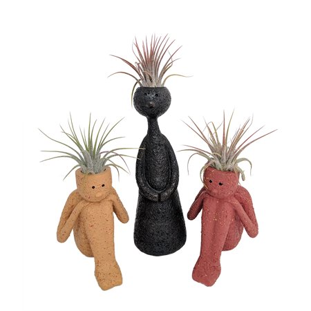 Thoughts of Family - 3 Ceramic Vases with Live Air Plants - Live Trends