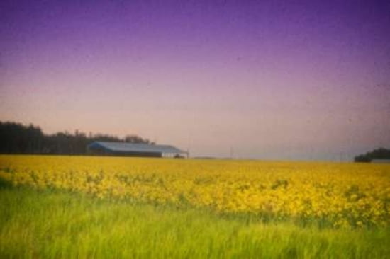 Flowering Fields Ca