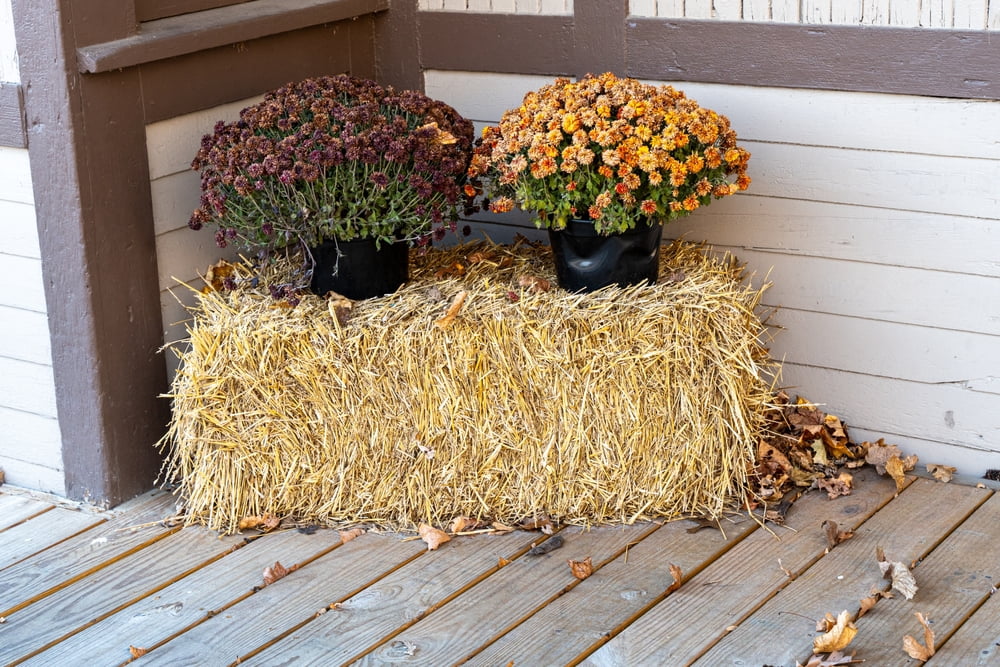 Pennington Straw Bale 7lb Mini 8"x10"x8"